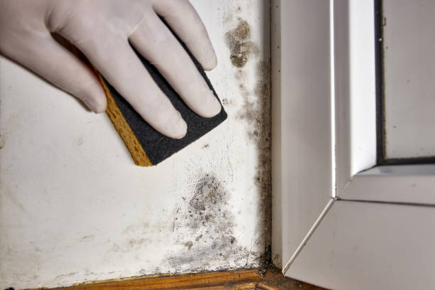 Mold Documentation for Insurance Claims in Westport, IN